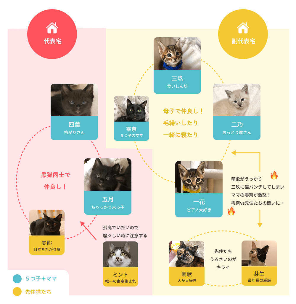 五頭分の猫嫁たちの関係図。四葉と五月は代表宅。一花、二乃、三玖、ママの零奈は副代表宅で暮らしている。