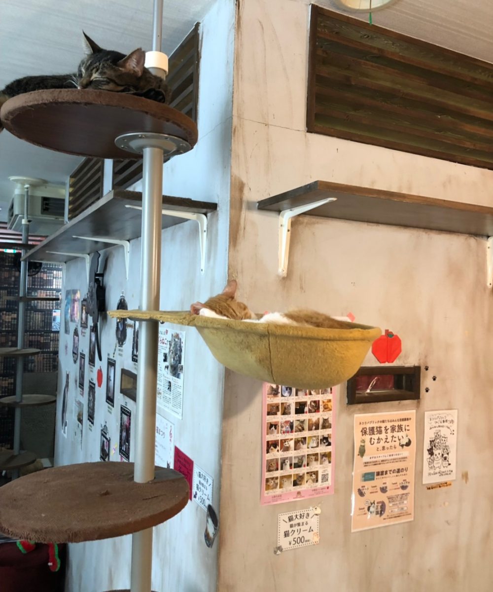 猫資料_190403_0005