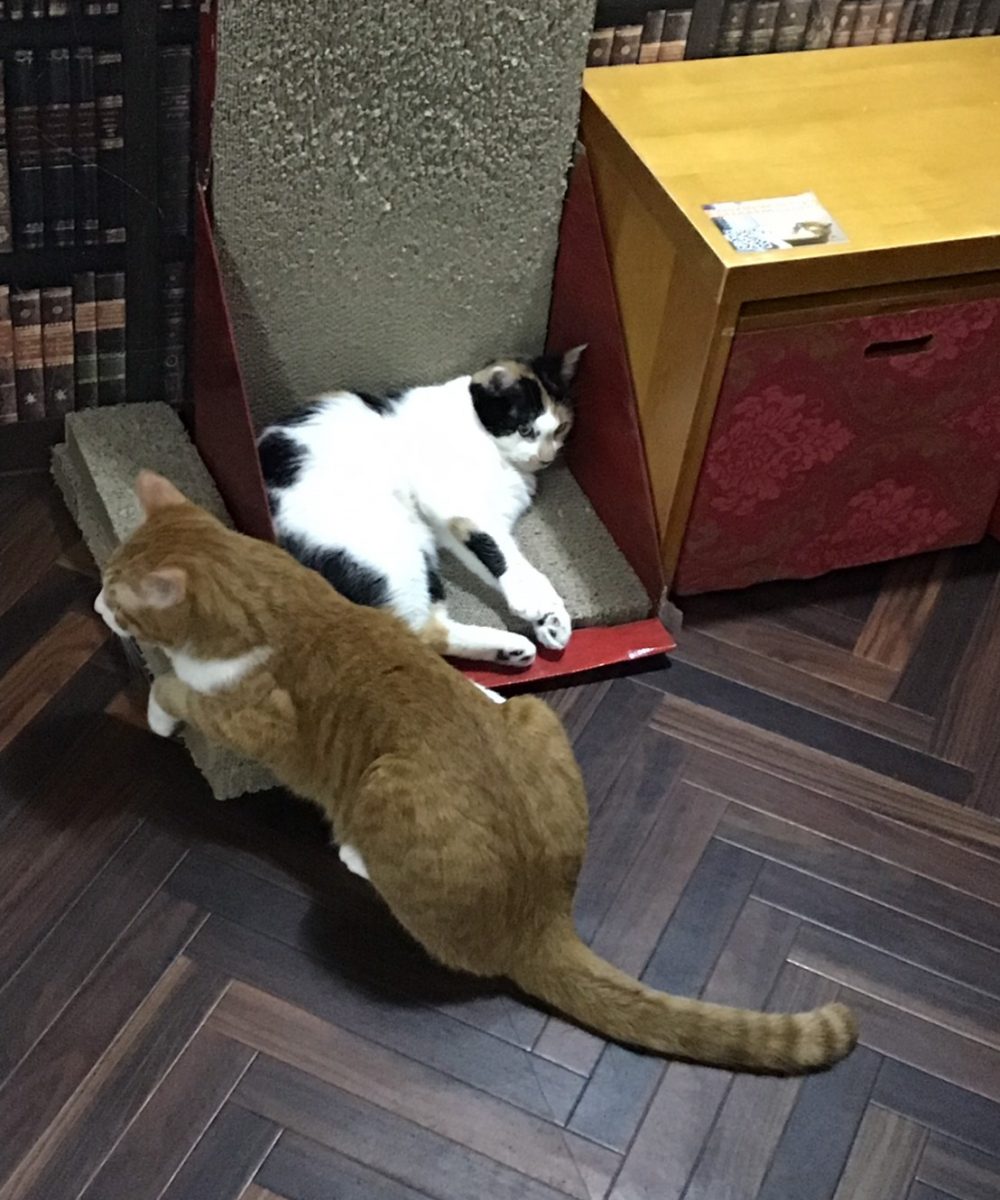 猫資料_190403_0009