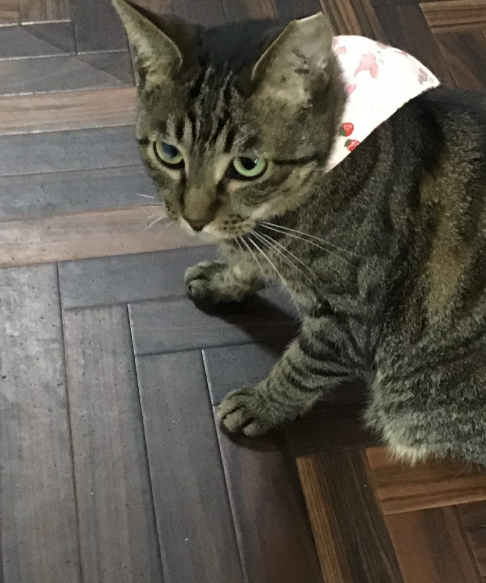 猫資料_190403_0010