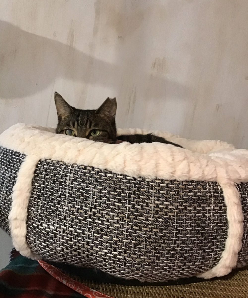 猫資料_190403_0011