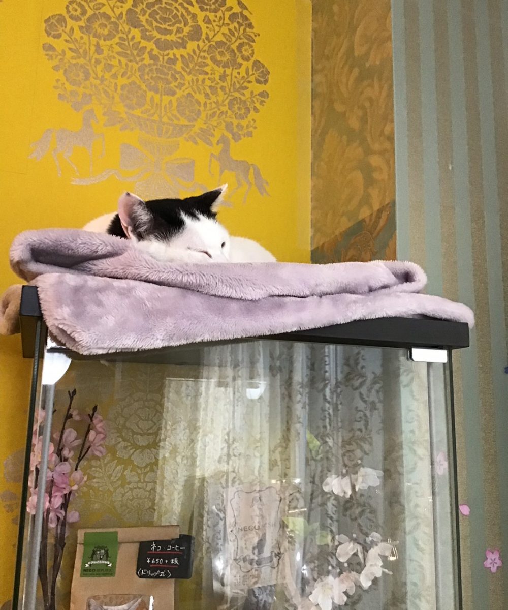 猫資料_190403_0012