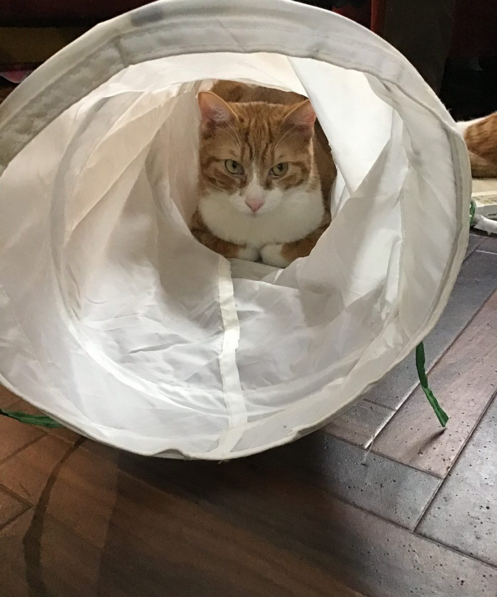 猫資料_190403_0013