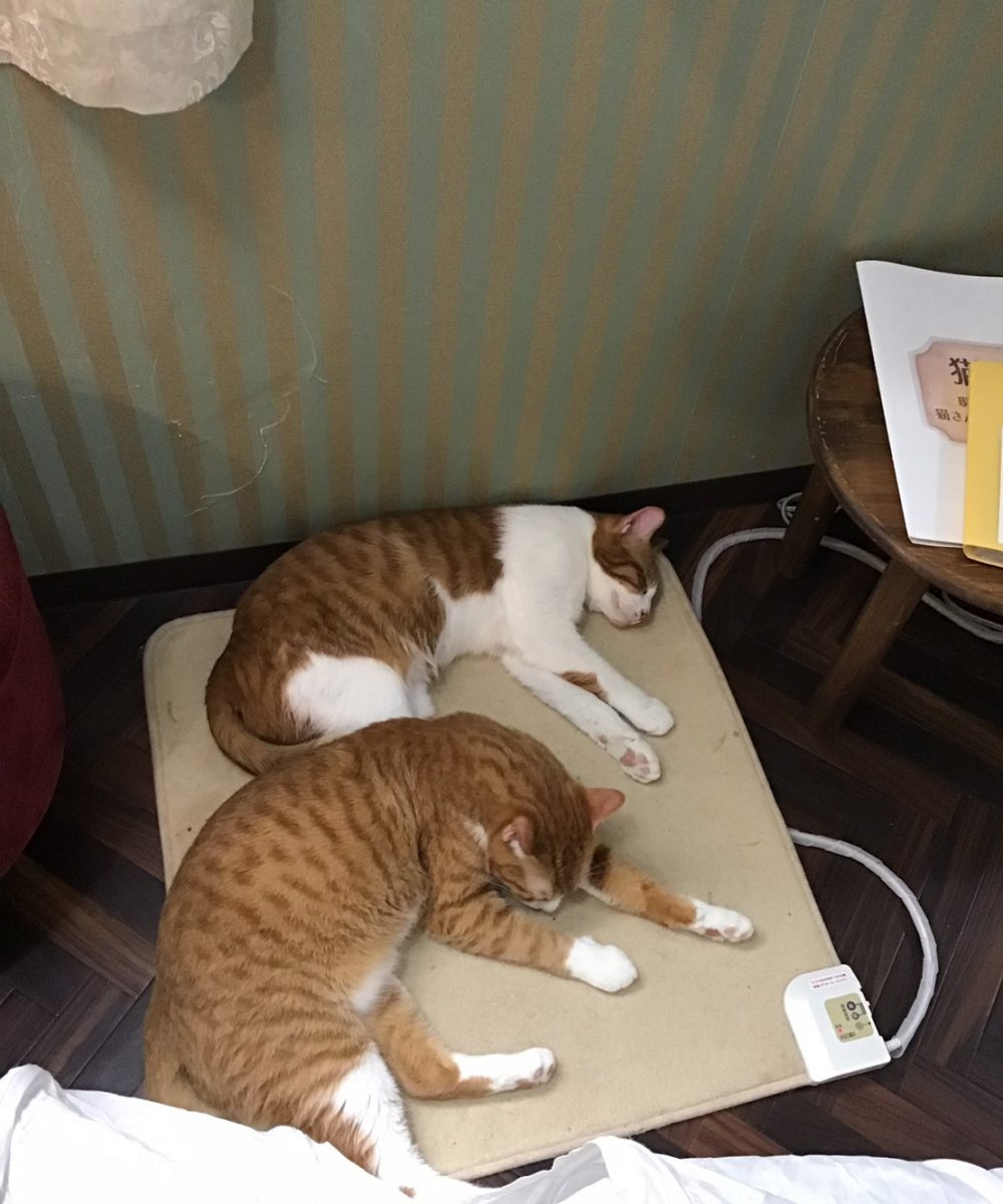 猫資料_190403_0014